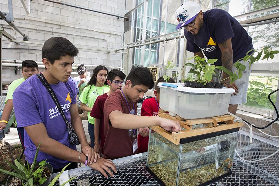 Students look at plants growing with hydroponics. 